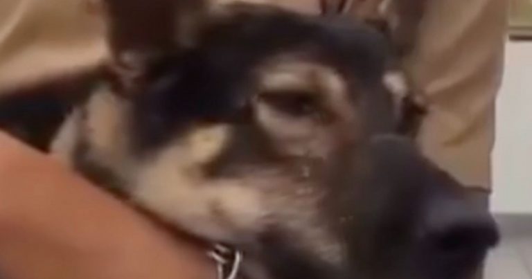 Il cane si perde, ma quando torna a casa piange di gioia. Il video commovente