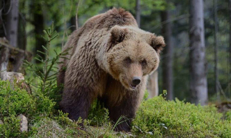 Uomo di 33 anni aggredito da un orso: “All’improvviso si è sentito colpire…”. Ecco cos’è successo e dove Uomo di 33 anni aggredito da un orso: “All’improvviso si è sentito colpire…”. Ecco cos’è successo e dove