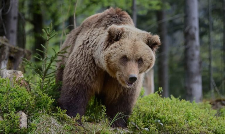 Uomo di 33 anni aggredito da un orso: “All’improvviso si è sentito colpire…”. Ecco cos’è successo e dove