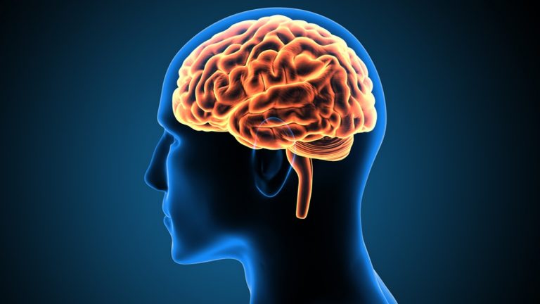 Il virus dell’herpes labiale può infettare il cervello, gli studiosi scoprono la “porta di ingresso” Il virus dell’herpes labiale può infettare il cervello, gli studiosi scoprono la “porta di ingresso”