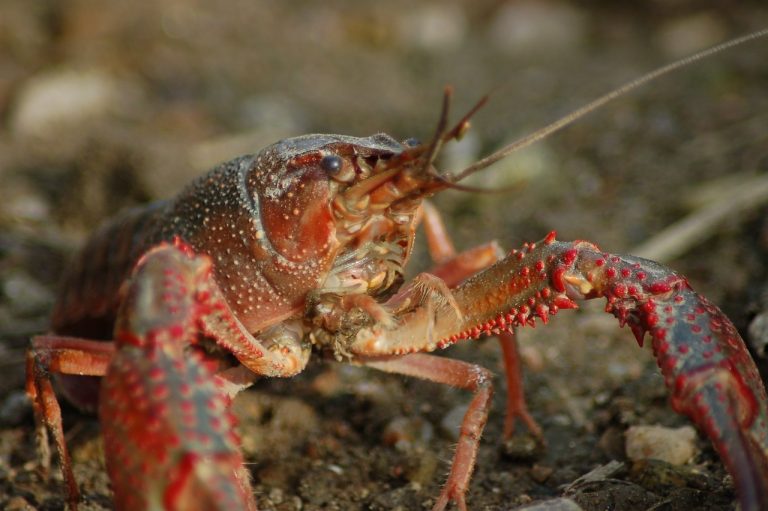 Gambero-killer nelle grotte italiane, adesso rappresenta davvero una minaccia all’ecosistema