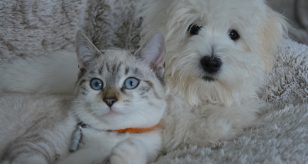 cane e gatto