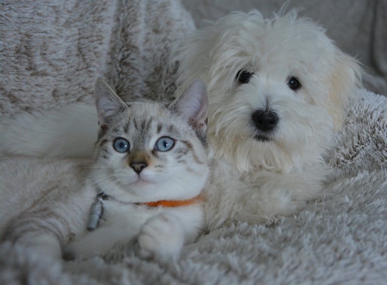 Brutta notizia per chi ha un cane o un gatto: “Se in casa usi…”