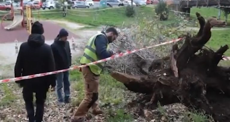 Donna uccisa da un albero a Roma, una testimone: ”I bimbi aspettavano…” Donna uccisa da un albero a Roma, una testimone: ”I bimbi aspettavano…”