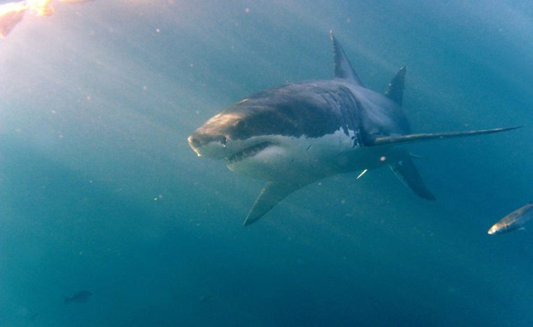 Surfista 28enne scompare dopo l’attacco di uno squalo: “Secondo alcuni testimoni…” Surfista 28enne scompare dopo l’attacco di uno squalo: “Secondo alcuni testimoni…”