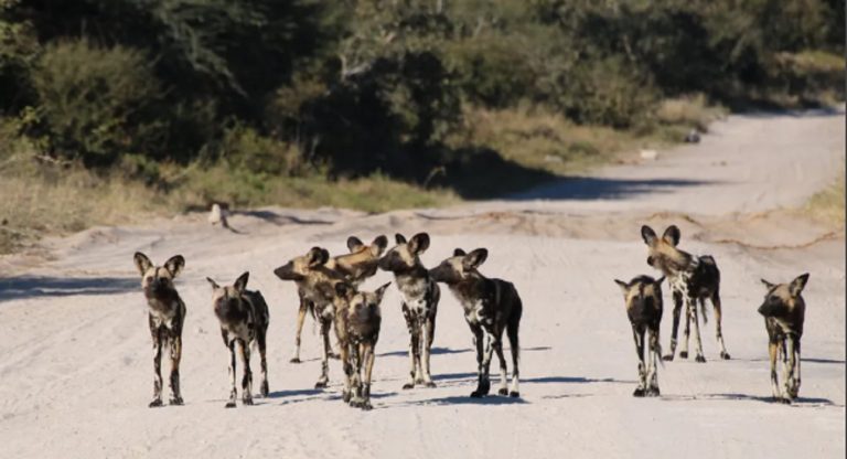 Tragedia in Italia, donna aggredita e uccisa da un branco di cani: ecco cosa è successo e dove Tragedia in Italia, donna aggredita e uccisa da un branco di cani: ecco cosa è successo e dove
