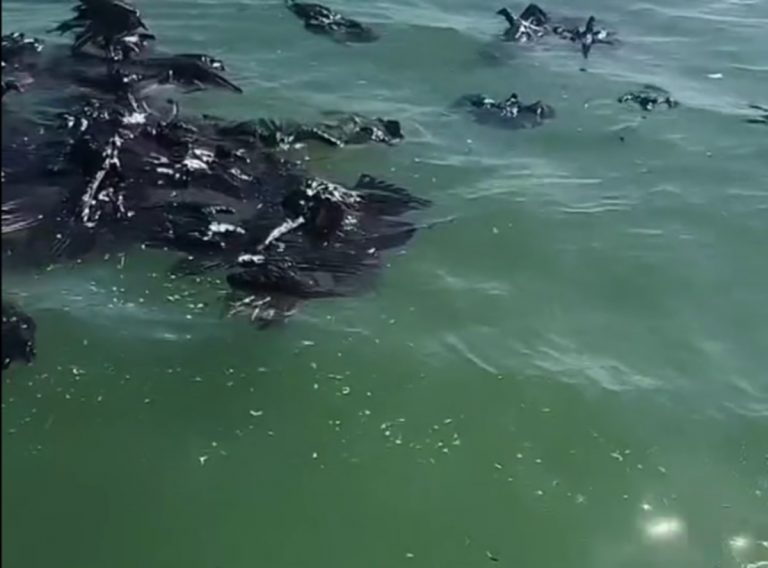 Stormo di avvoltoi cade dal cielo e precipita in mare: ecco cos’è successo e dove