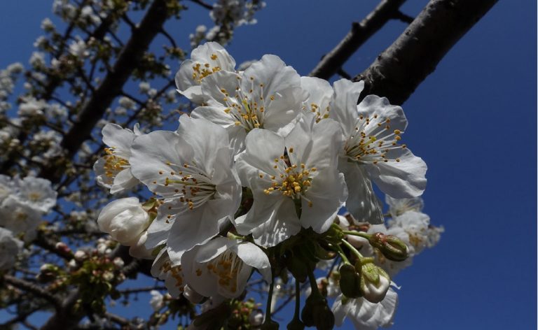 Equinozio di primavera, arrivo anticipato: cosa significa, perché cambia ogni anno Equinozio di primavera, arrivo anticipato: cosa significa, perché cambia ogni anno