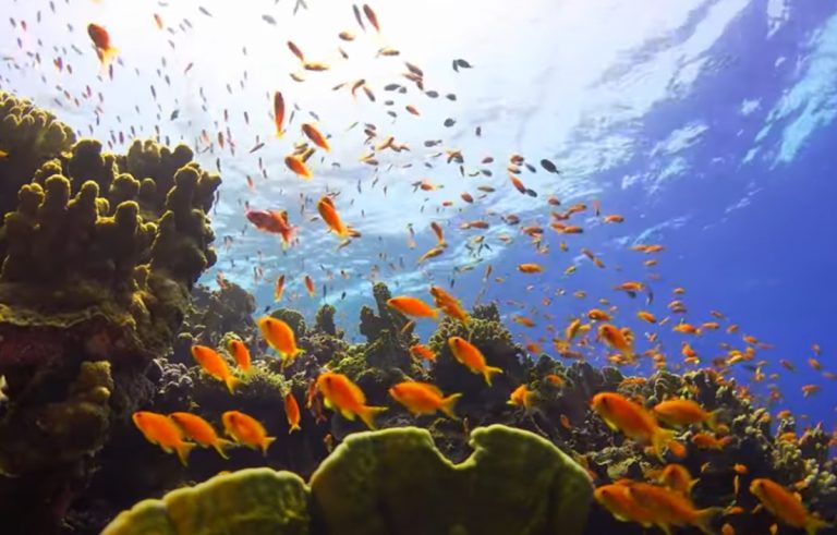 Rinvenuta una misteriosa sfera dorata sul fondo dell’oceano: ecco di cosa potrebbe trattarsi Rinvenuta una misteriosa sfera dorata sul fondo dell’oceano: ecco di cosa potrebbe trattarsi