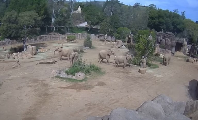 Sisma in California, lo strano comportamento degli elefanti dello zoo di San Diego durante la scossa – VIDEO