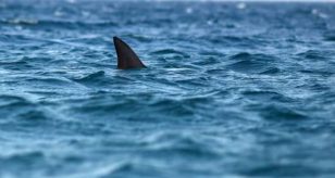Grande Squalo Bianco Che Si Tuffa Il Messico Fotografia Stock - Immagine Di Tuffo, Nave: 154982970 - Foto 2