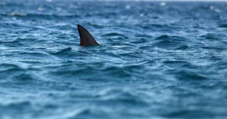 Grande squalo bianco avvistato a Malta, il biologo marino Massimiliano Bottaro: “Presente anche…” Grande squalo bianco avvistato a Malta, il biologo marino Massimiliano Bottaro: “Presente anche…”