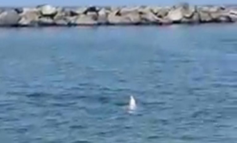 I bagnanti avvistano una pinna in mare e pensano ad uno squalo a Castellammare di Stabia. Ecco di cosa si tratta I bagnanti avvistano una pinna in mare e pensano ad uno squalo a Castellammare di Stabia. Ecco di cosa si tratta