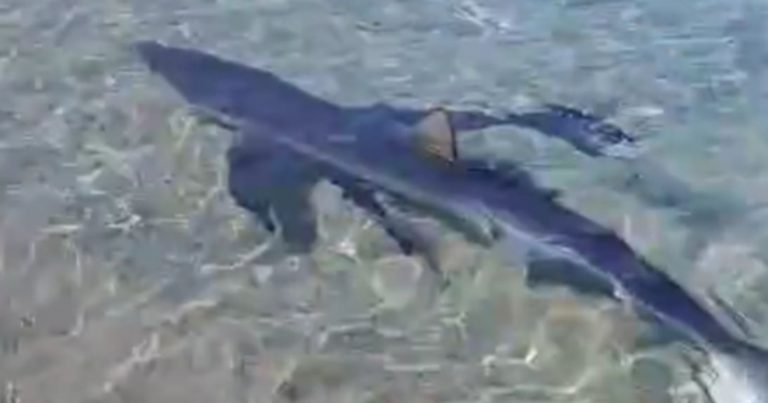 Squalo avvistato a riva in provincia di Messina, ecco di quale esemplare si tratta Squalo avvistato a riva in provincia di Messina, ecco di quale esemplare si tratta