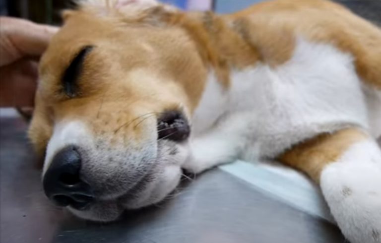 Lumaca killer, l’allarme lanciato dagli scienziati australiani: “Attento, il tuo cane è a rischio…” Lumaca killer, l’allarme lanciato dagli scienziati australiani: “Attento, il tuo cane è a rischio…”