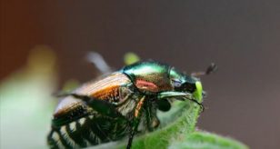 Scarabeo