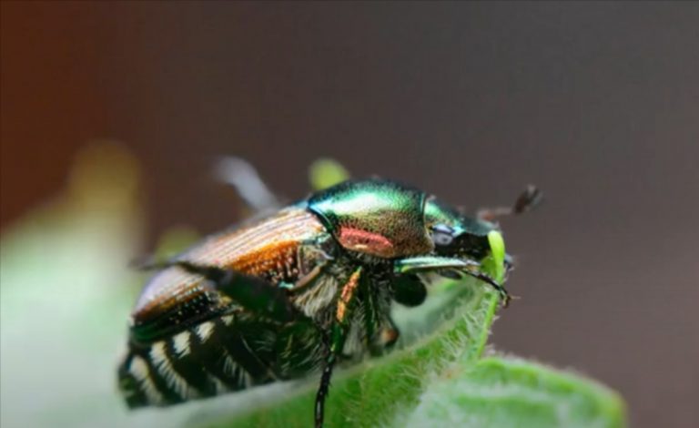 Scarabei giapponesi, è boom di infestazioni in Lombardia e Piemonte: ecco cosa sono e quali sono i rischi