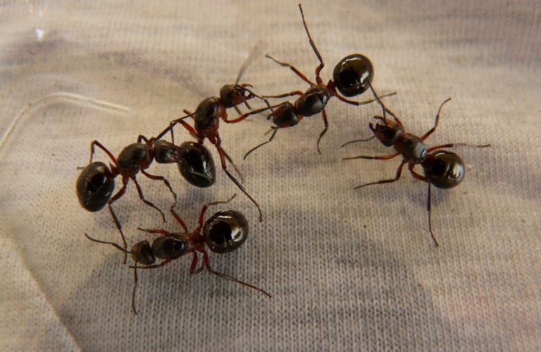 Come allontanare le formiche da casa: i rimedi naturali per eliminarle