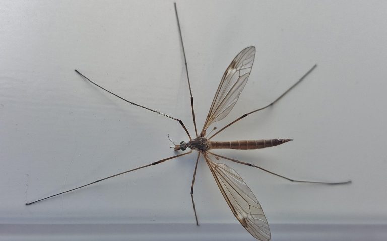 Virus West Nile, altre vittime in Campania e nel Lazio: i sintomi e come difendersi Virus West Nile, altre vittime in Campania e nel Lazio: i sintomi e come difendersi