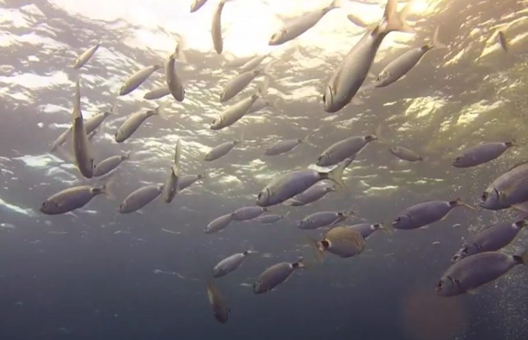 Mediterraneo, i pesci stanno sparendo a causa delle ondate di calore: ecco le specie a rischio