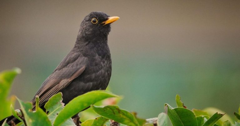 Presenza di un merlo vicino casa: cosa significa e perché si avvicina
