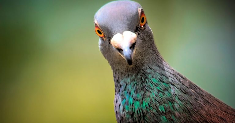 Il metodo naturale per allontanare i piccioni dal balcone: ecco cosa fare