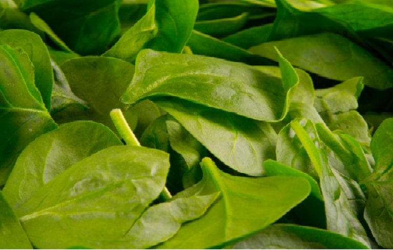 I 7 errori più frequenti che non vanno commessi quando si cucinano gli spinaci