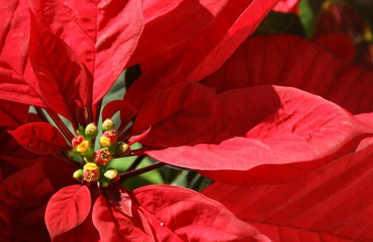 Come prendersi cura della Stella di Natale: i segreti per mantenerla forte e rigogliosa