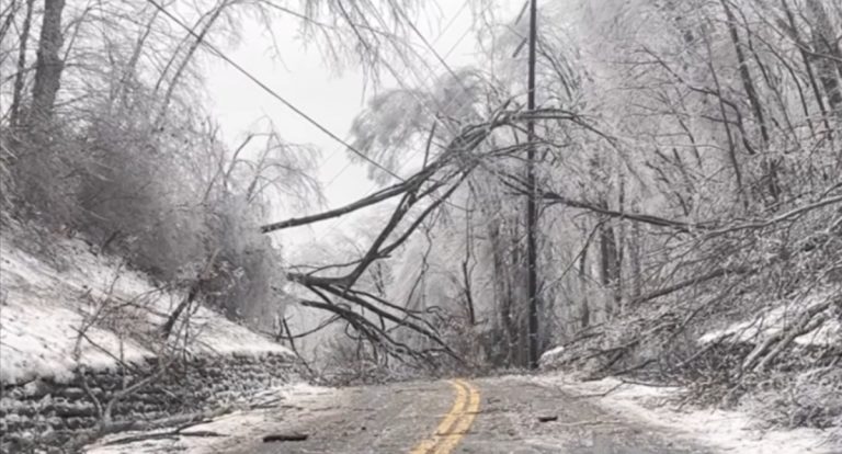 Alberi che esplodono negli Usa, i video virali sui social: ecco cosa c’è di vero