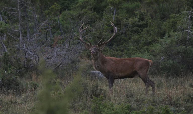 Individuati misteriosi segnali nelle foreste rilasciati dai cervi: ecco di cosa si tratterebbe