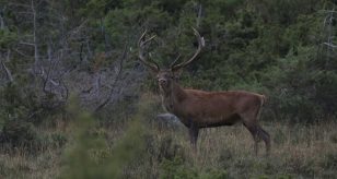 Immagine di cervo nel bosco