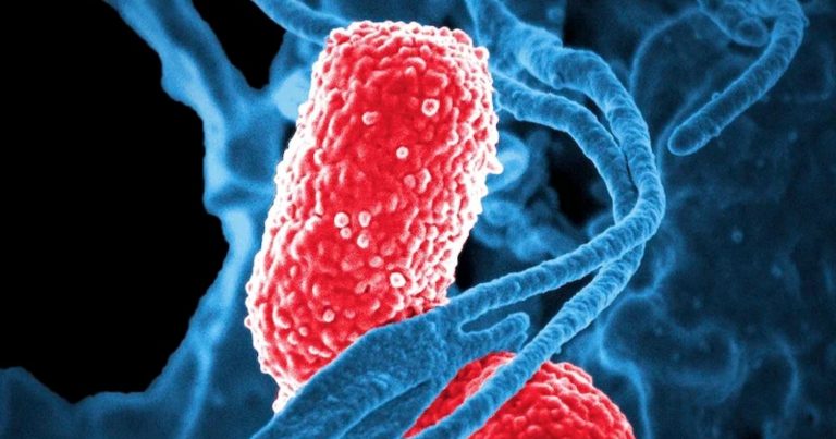 Helicobacter pylori, il Dottor Antonio Capogreco spiega quali sono i sintomi e come si prende