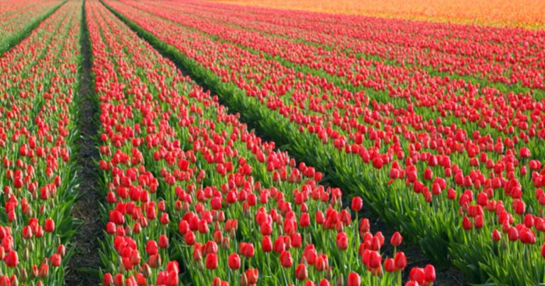 Campi di tulipani in Italia, quali sono quelli più belli da visitare in primavera