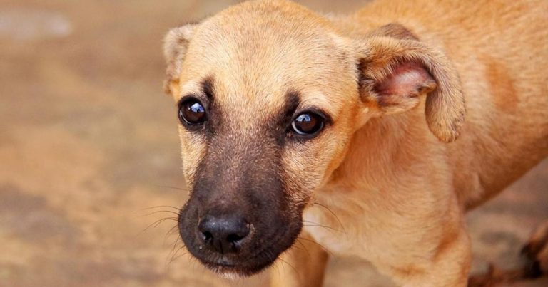 Caramelo entra in chiesa e “ascolta” in silenzio il Vangelo: ecco la storia del cane che ha sorpreso tutti