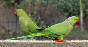 parrocchetto pappagallo