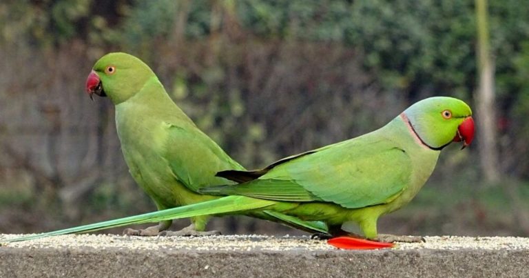 Invasione di parrocchetti a Roma: come si sono diffusi e cosa significa la loro presenza
