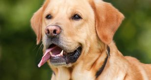 labrador