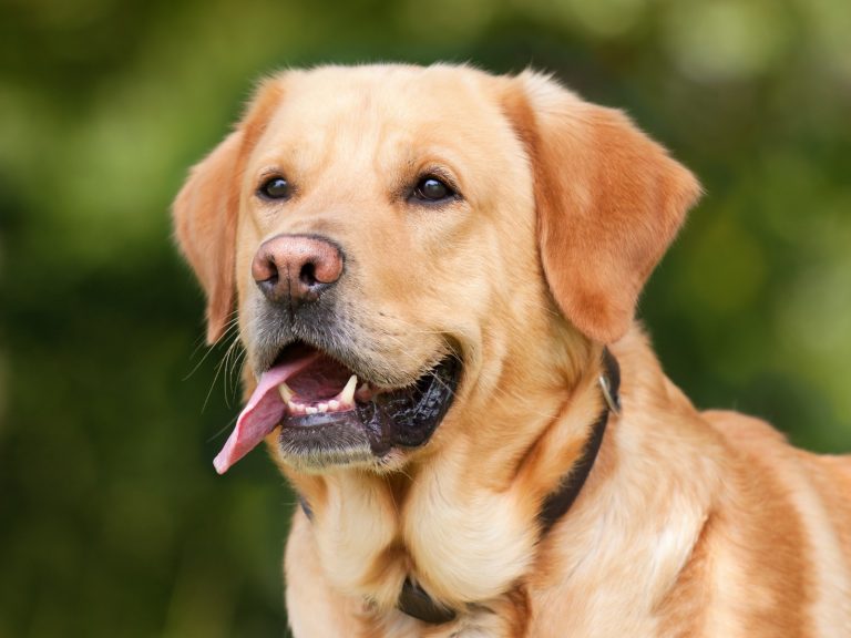 Barbara scopre di avere un tumore al pancreas dopo lo strano comportamento del labrador Joy: ecco cos’è successo