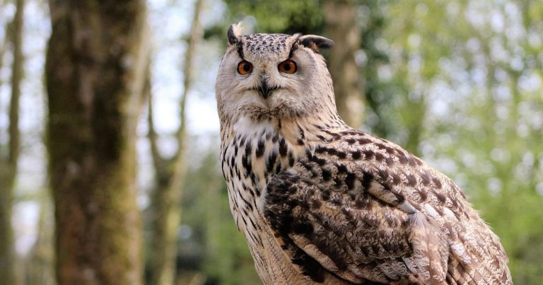 Canto del gufo: ecco cosa significa sentirlo di notte