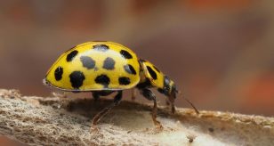 coccinella gialla