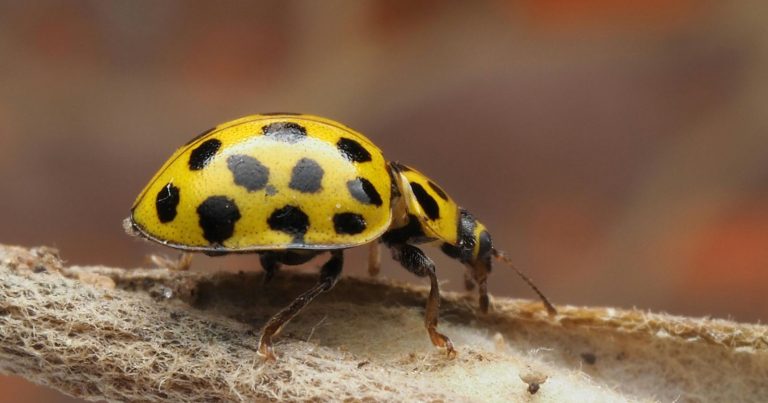 Coccinella gialla in casa: ecco perché entra e cosa significa trovarla