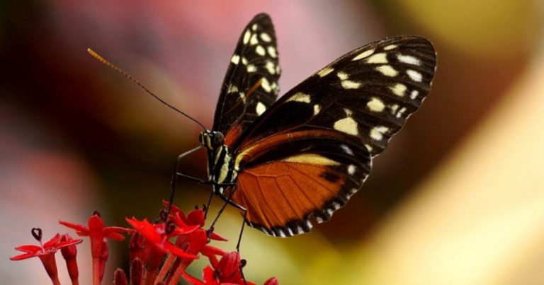 Farfalla in casa: ecco perché entra e cosa significa trovarla