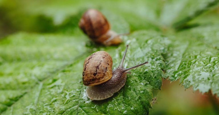 Presenza di una lumaca in giardino: ecco cosa significa e perché si avvicina alle case