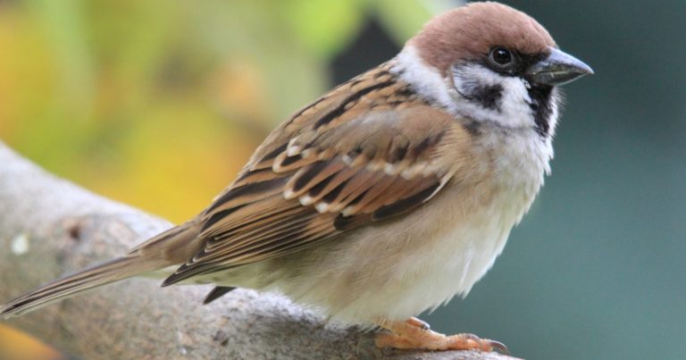 Presenza di un passero vicino casa: cosa significa e perché si avvicina