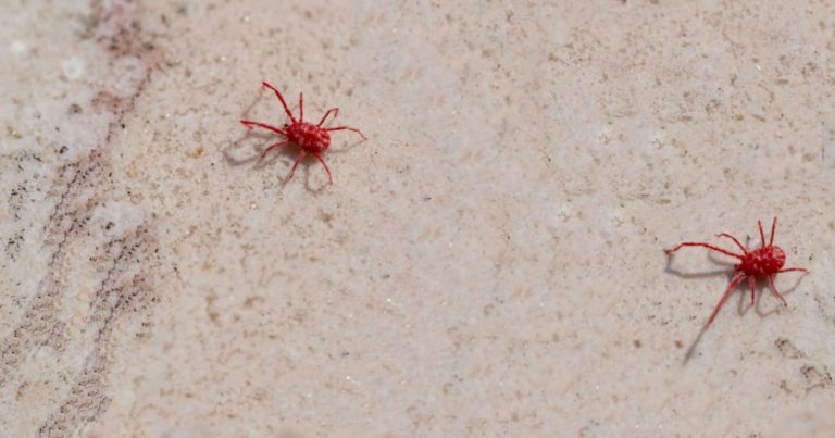 Ragnetti rossi che invadono il balcone in primavera: ecco chi sono davvero e come allontanarli