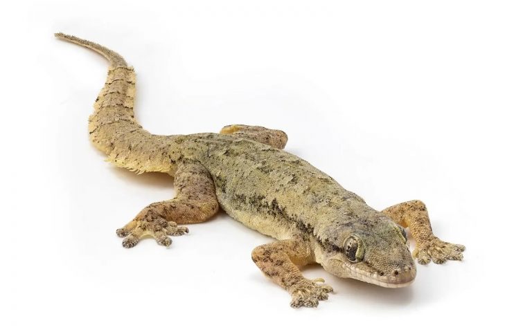 Presenza di un geco dentro casa: ecco perché entrano e cosa fare