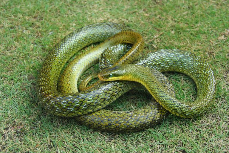 Sognare i serpenti: ecco cosa significa e cosa può rappresentare