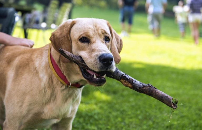 Sognare i cani: ecco cosa significa e quali sono le possibili interpretazioni