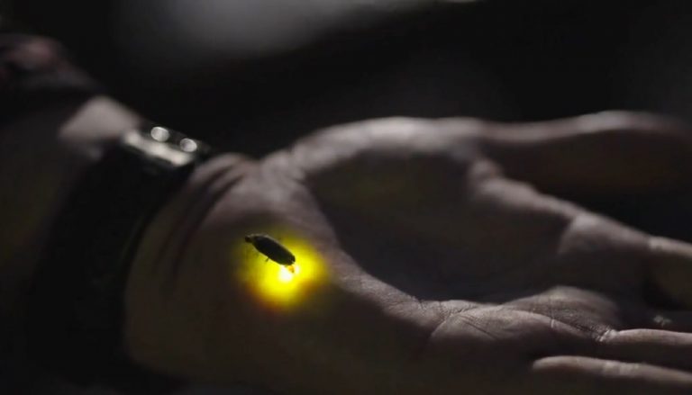 Cosa significa vedere le lucciole: ecco quando e dove si possono osservare