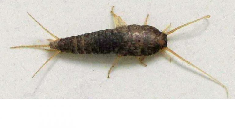 Pesciolini d’argento in casa: ecco perché li troviamo e come allontanarli